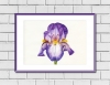 Bearded Iris