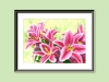 Stargazer Lilies