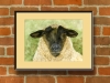 Suffolk Sheep portrait