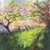 Pink Orchard Blossom in Spring