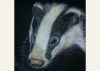 Badger Foraging for Food