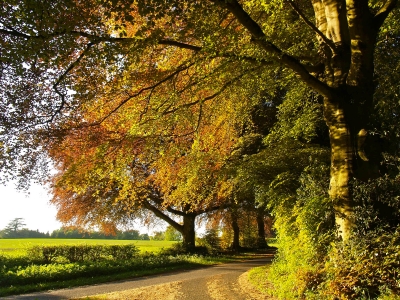 Country Lane in Rural Hampshire