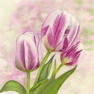 Pink Tulips