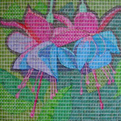 Red and Blue Fuchsia 