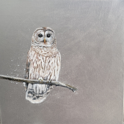 Tawny Owl