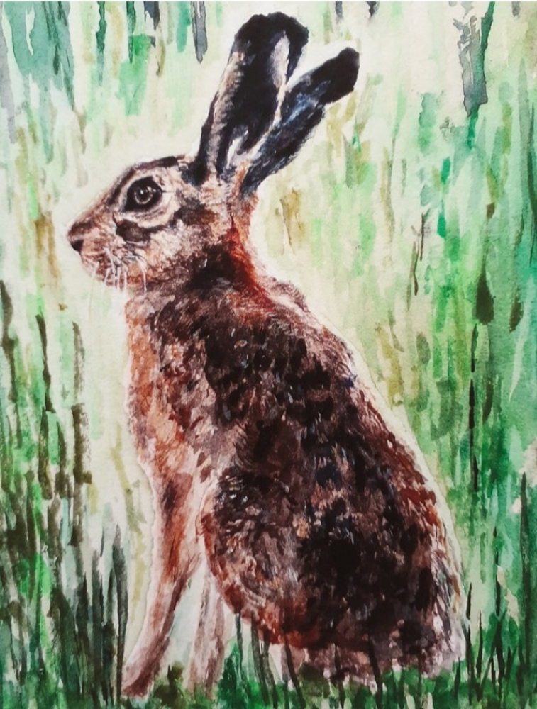 Young Hare