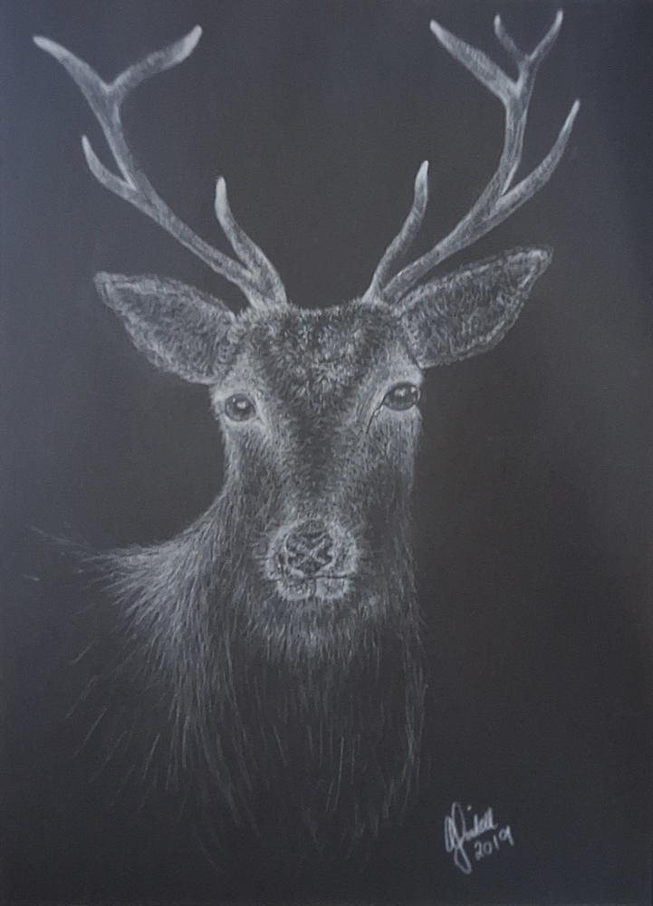 Stag Head In The Dark 