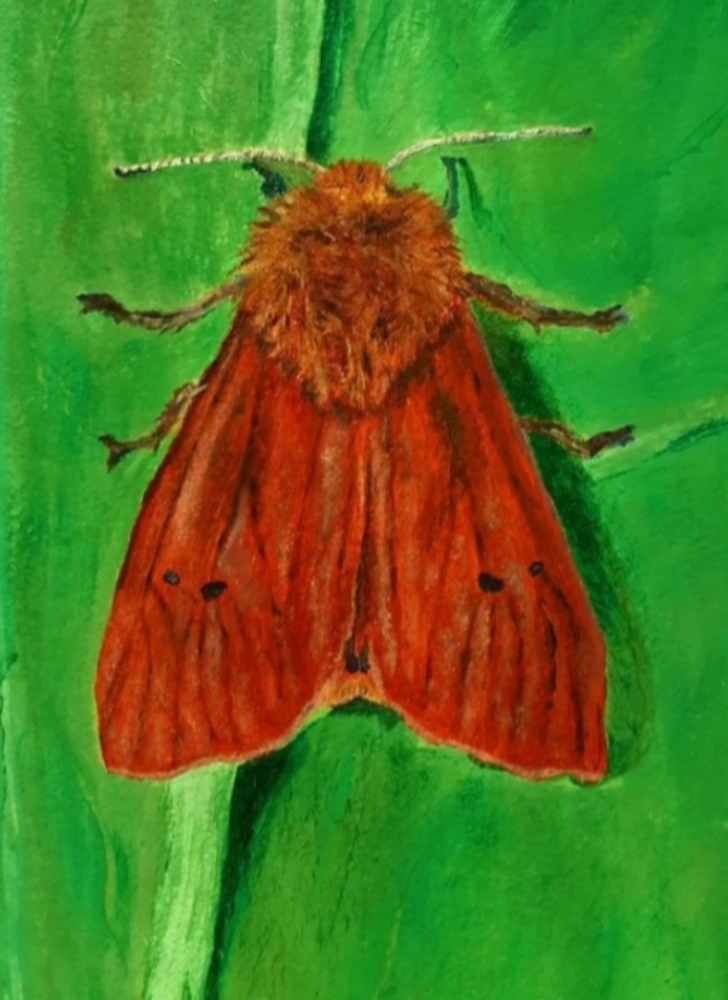 Ruby Tiger Moth 