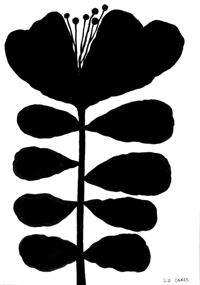 Botanical drawing