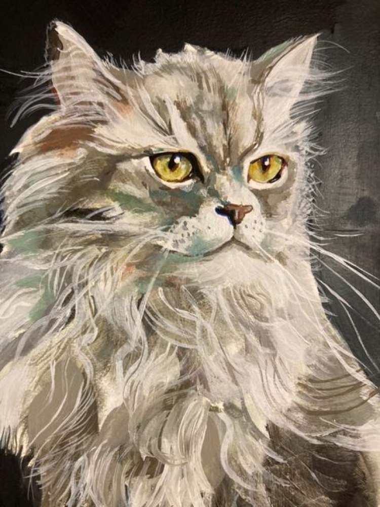 Grey persian. 