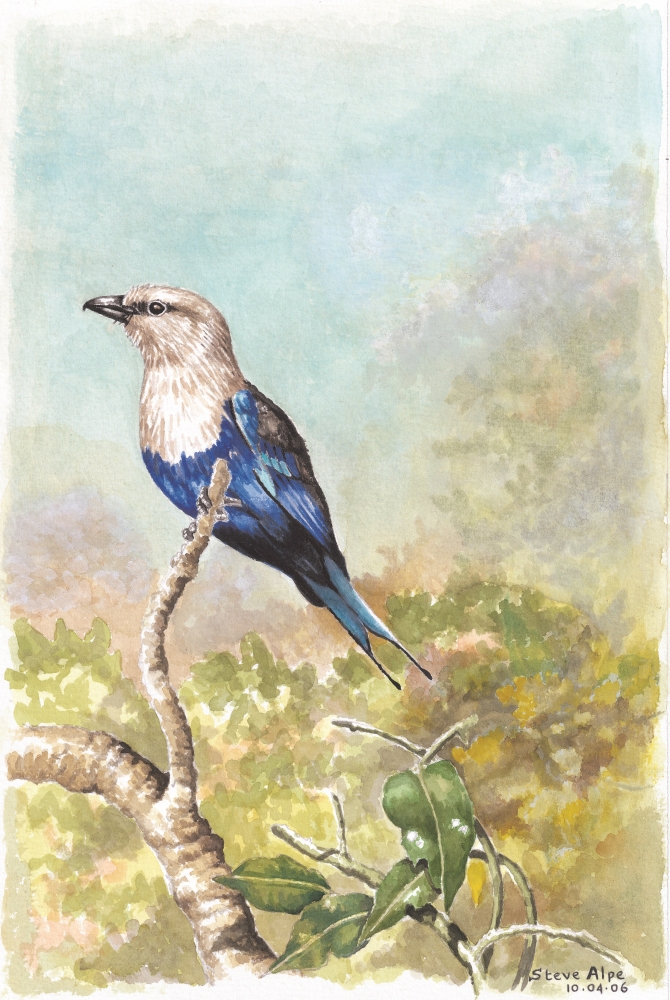 On Look-Out... Blue Bellied Roller