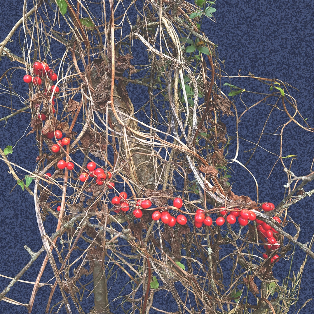 Bryony  berries - Dark