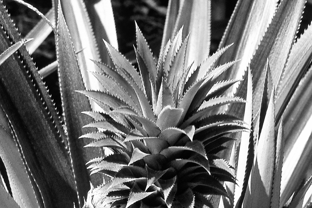 Cook Island Pineapple