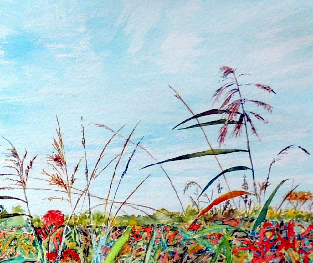 Summer Fen Fields 