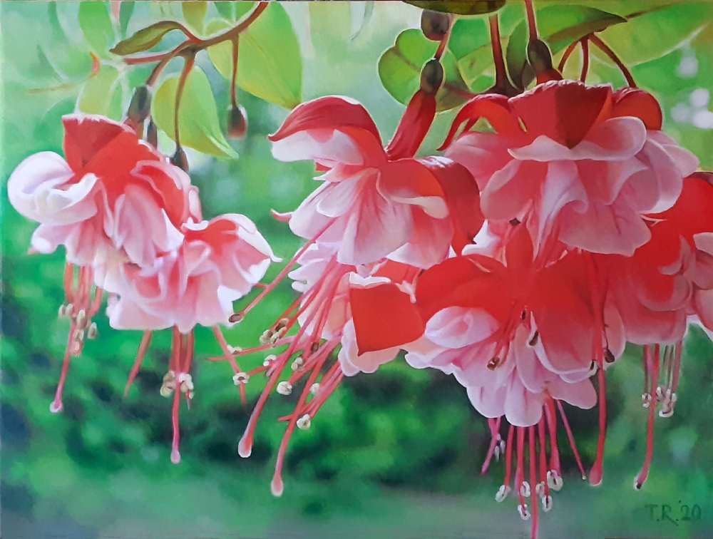 FUCHSIA FLOWERS