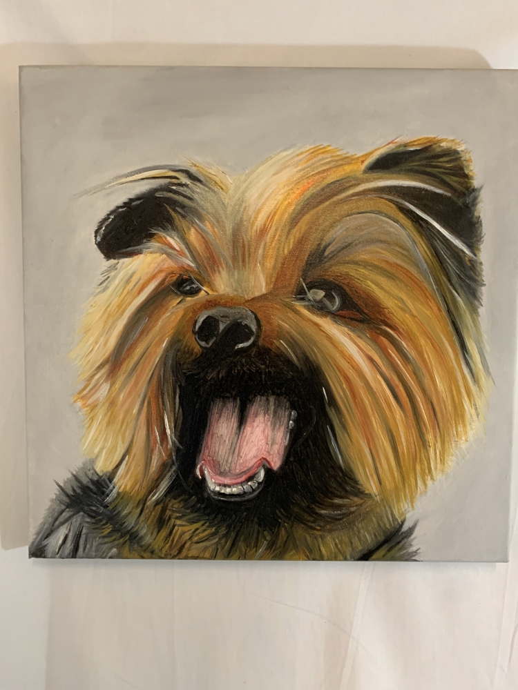 Teddy the Yorkshire terrier 