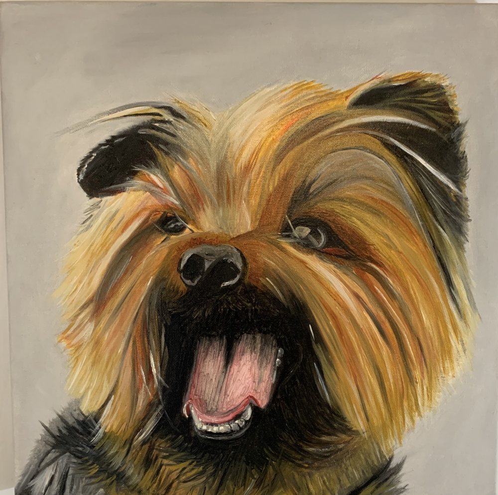 Teddy the Yorkshire terrier 