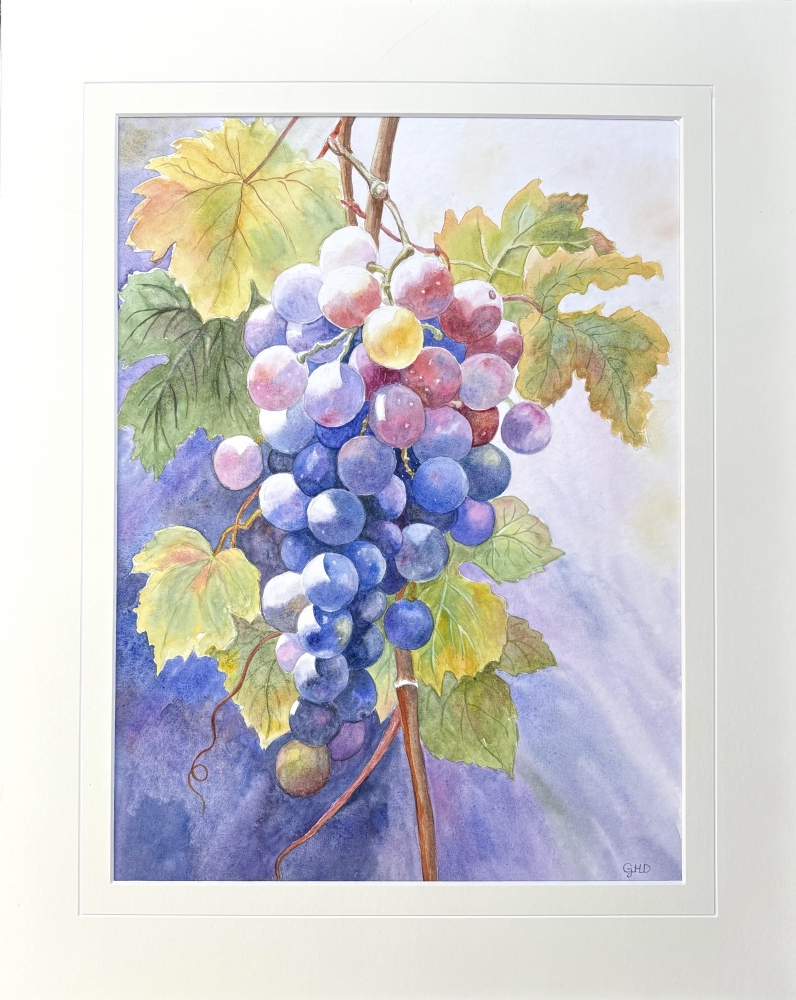 SUNLIT GRAPES