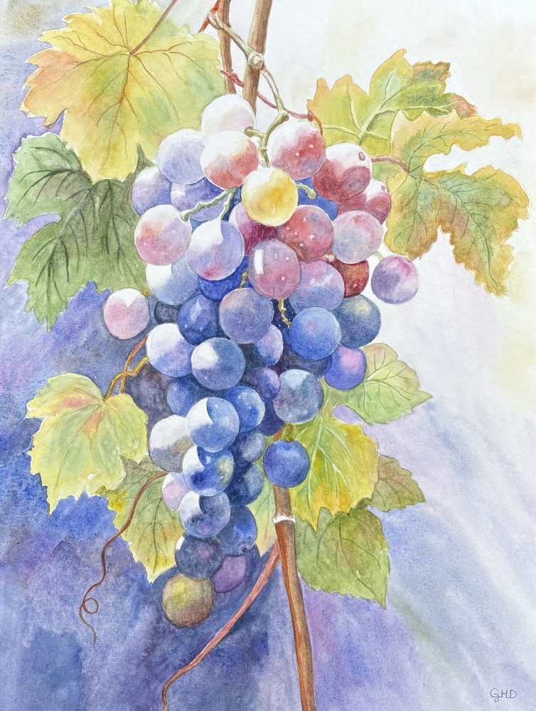 SUNLIT GRAPES