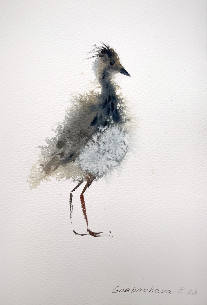 Lapwing #2