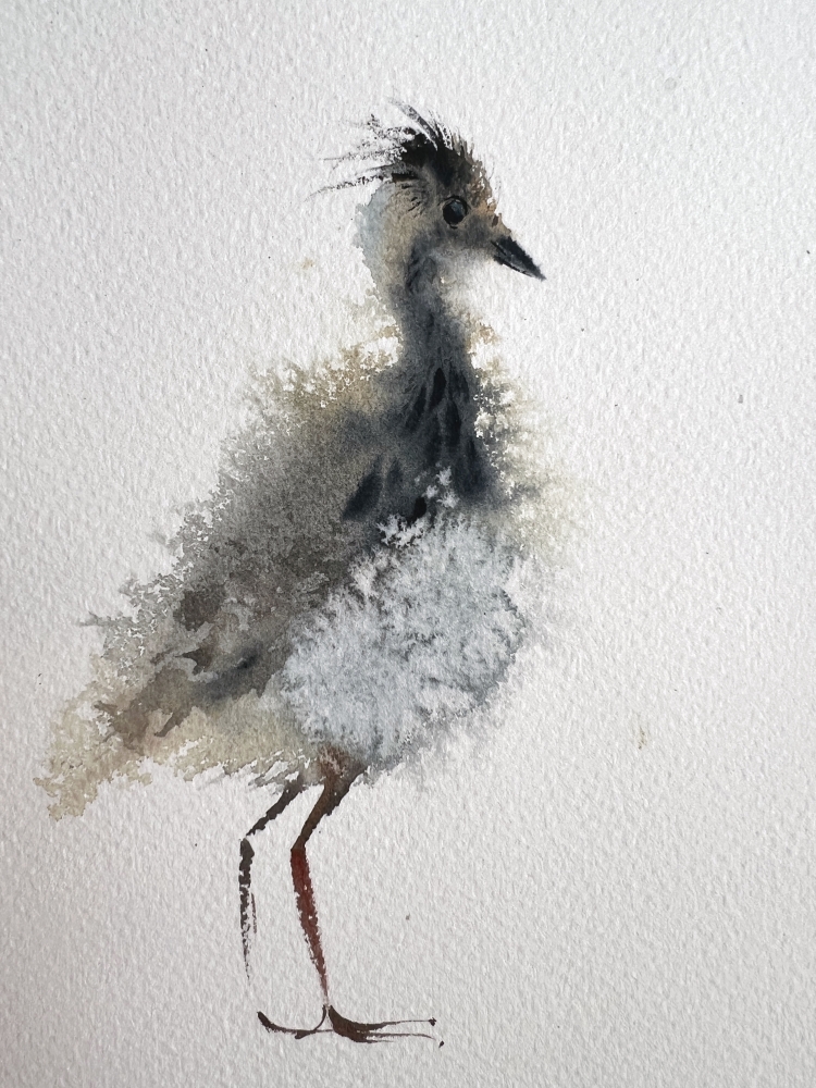 Lapwing #2