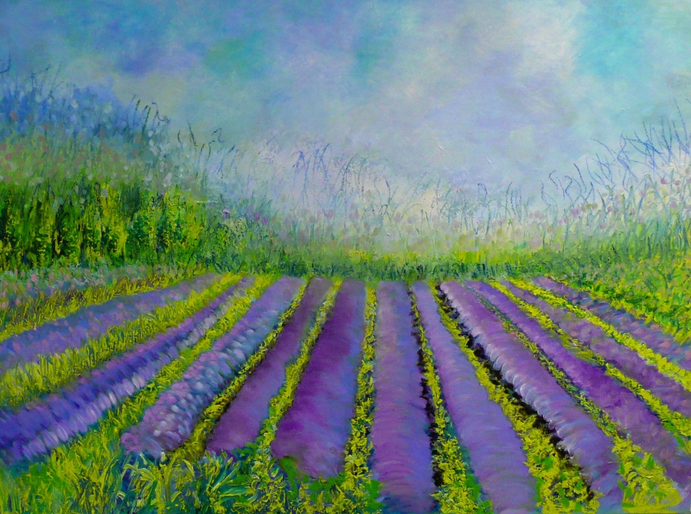 Lavender Fields 2024 