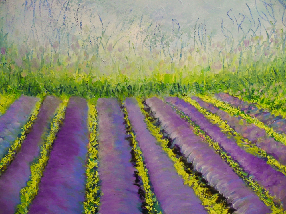 Lavender Fields 2024 