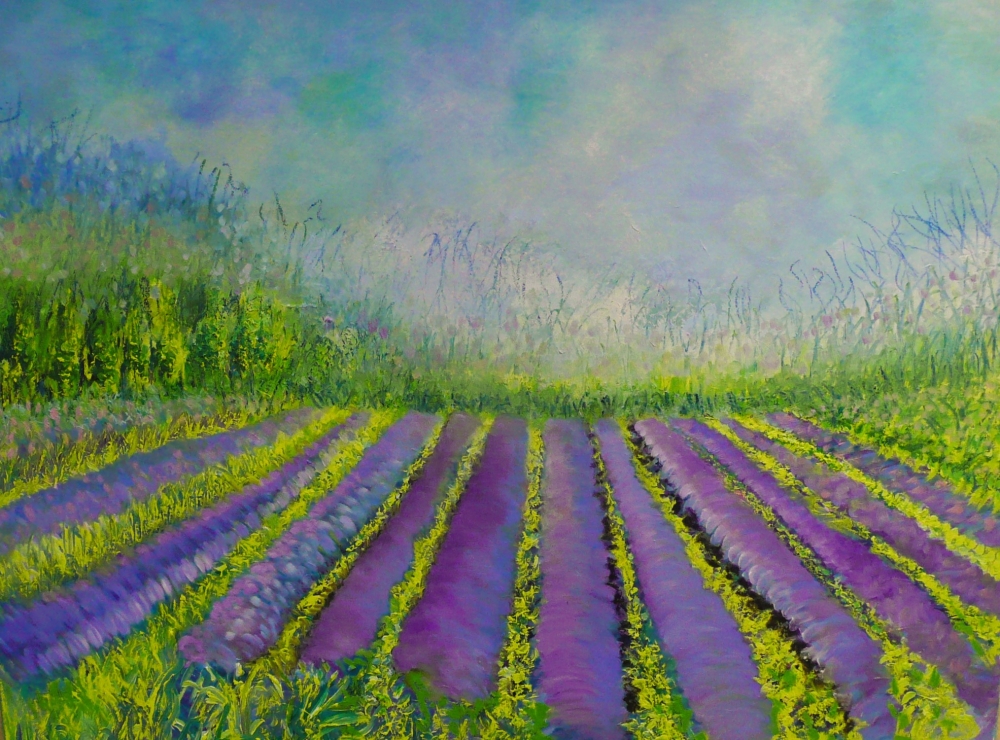 Lavender Fields 2024 