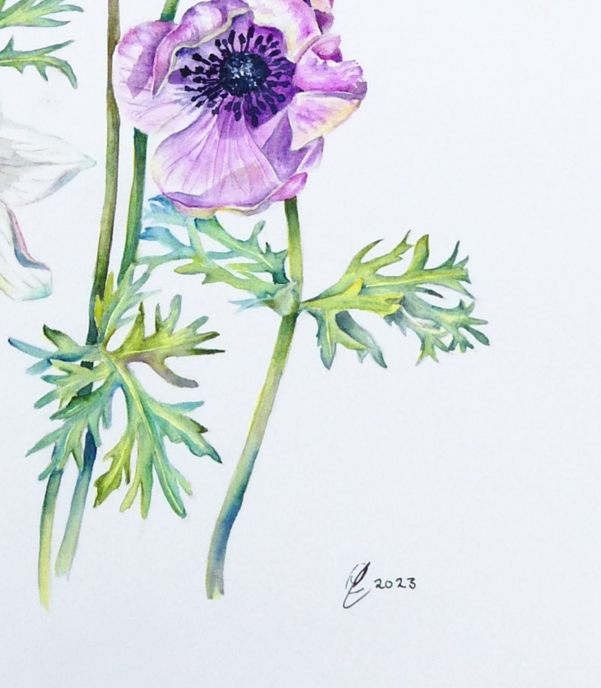 Poppy Anemone Flowers