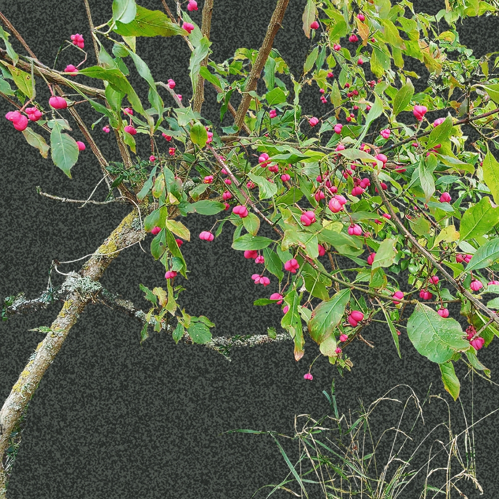 Spindle berries - Dark