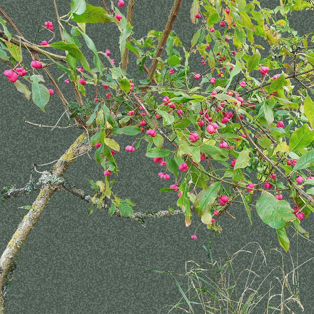 Spindle berries - Light