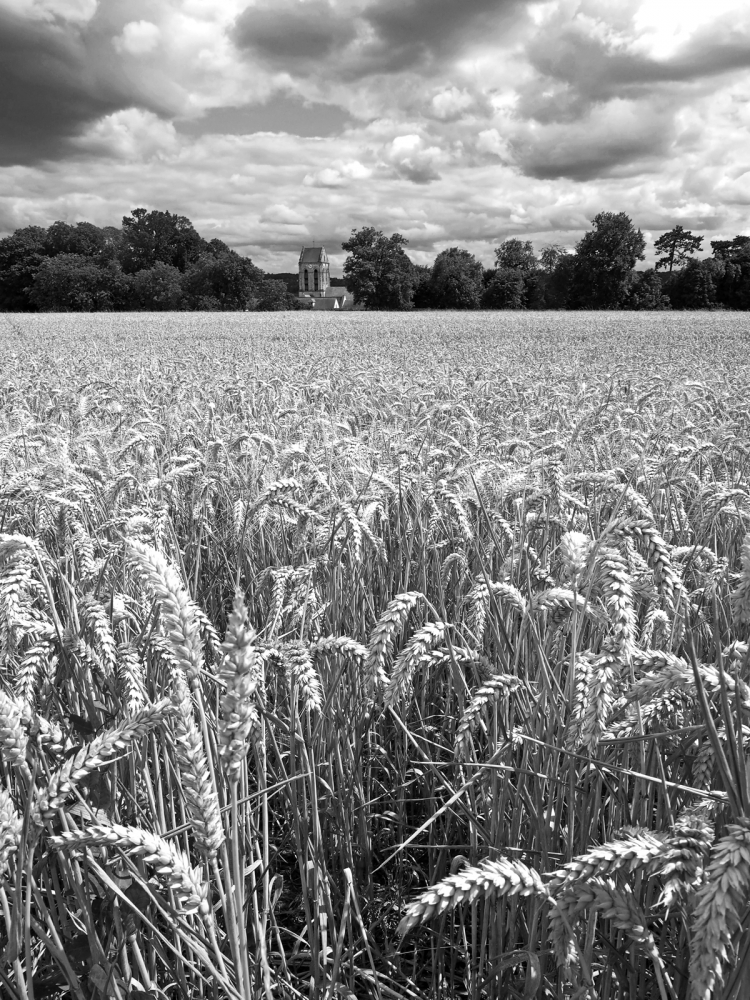 Wheatfield at Auvers 2