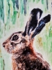 Young Hare