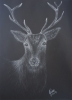 Stag Head In The Dark 