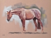 Clipped for Winter - Chestnut Horse Study 1