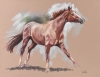 Clipped for Winter - Dashing - Chestnut horse study 3