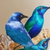 GREATER BLUE-EARED STARLINGS