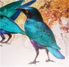 GREATER BLUE-EARED STARLINGS