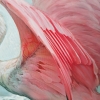 2 ROSEATE SPOONBILLS / \"LA COQUETTE\"