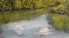 Swans on clear water