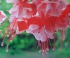 FUCHSIA FLOWERS