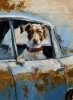 Jack Russell Terrier. Dog is ready to travel.