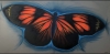 Orange butterfly 