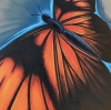 Orange butterfly 