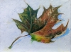 Autumn maple leaf