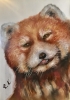 Red panda painting