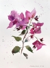 Bougainvillea #2