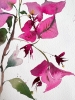 Bougainvillea #2