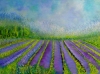 Lavender Fields 2024 