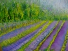 Lavender Fields 2024 